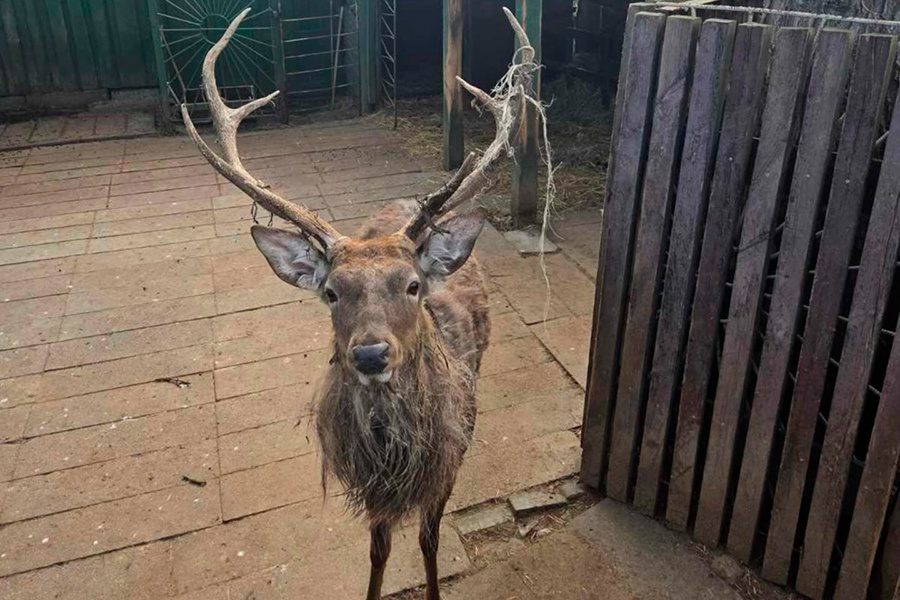    Фото: lapahelp_brest / Threads