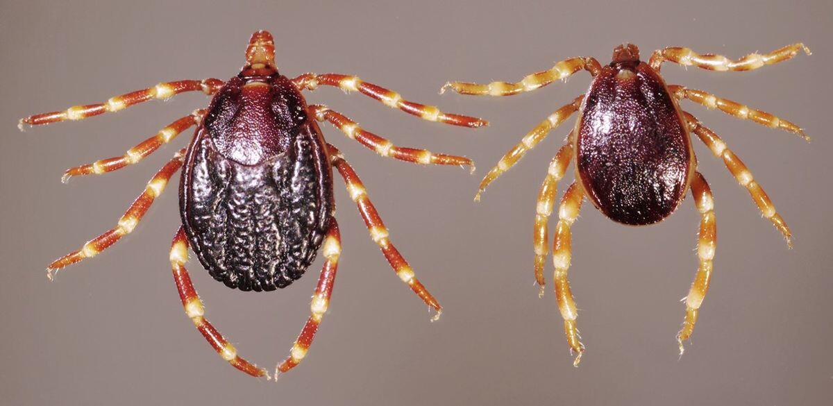 клещи рода Hyalomma