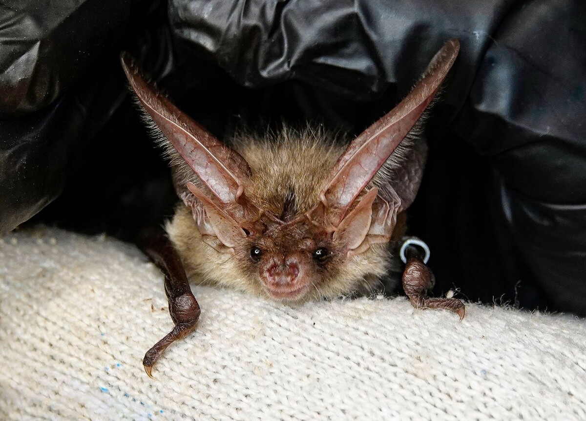    В парке «Лосиный Остров» установили домики для летучих мышей