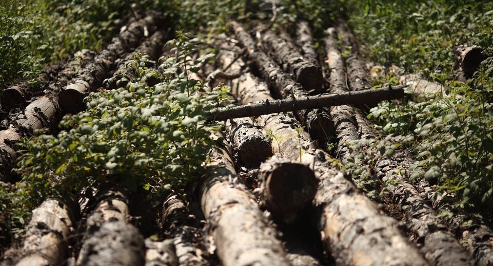    Деревья пораженные жуком-короедом / Медиасток.рф