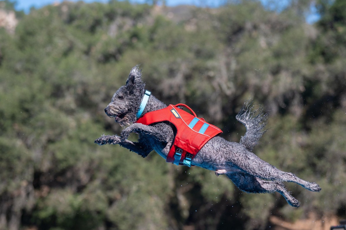    Пуми обожают активные игры и отлично показывают себя в спортивных дисциплинах