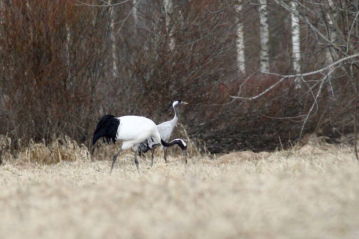 Фото из интернета