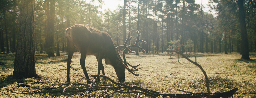 В ХМАО из‑за брошенной в лесу грязной тряпки погиб лось