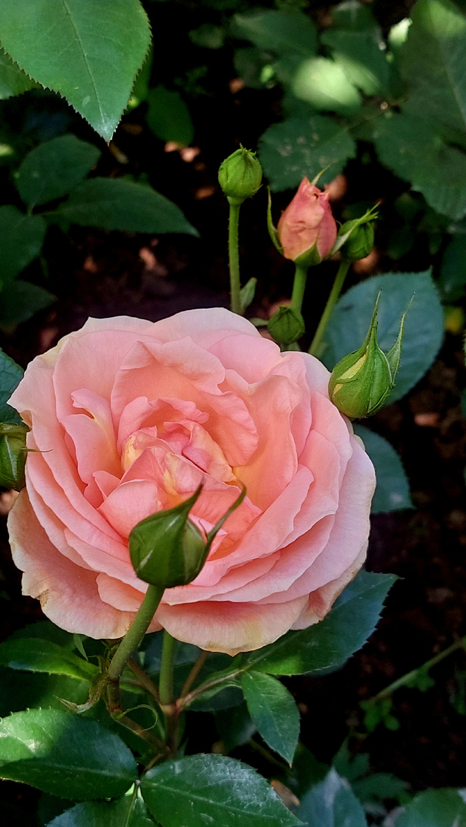 Импала. Флорибунда