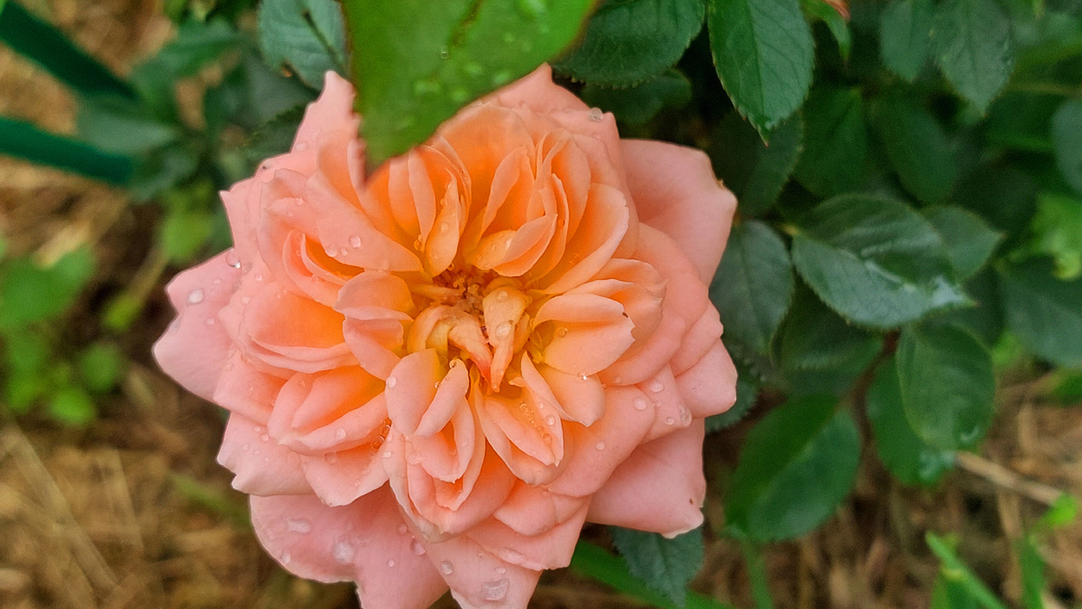 Свит Дрим. Миниатюрная роза