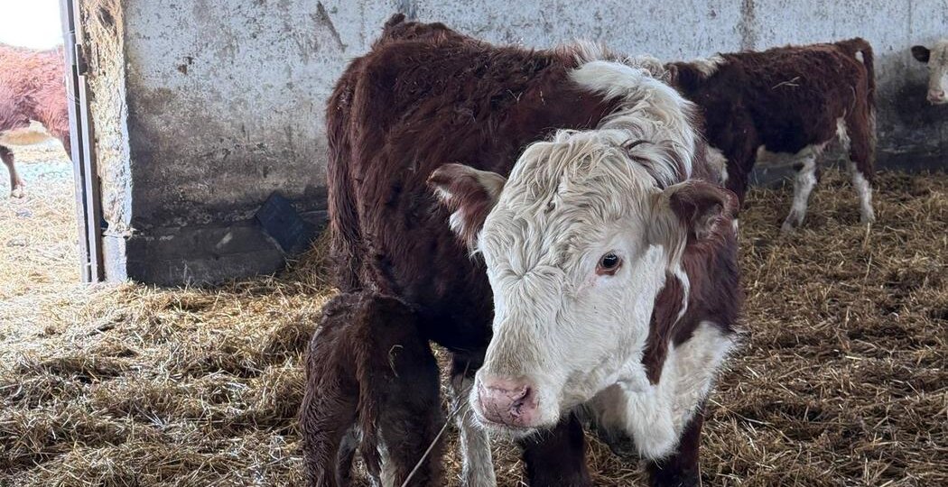 Бoйня номер 54. «Зачем они нас yбивают? Что мы им такого сделали?» — репортаж из новосибирского села Козиха