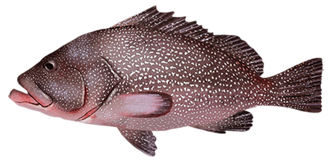 Hyporthodus drummondhayi