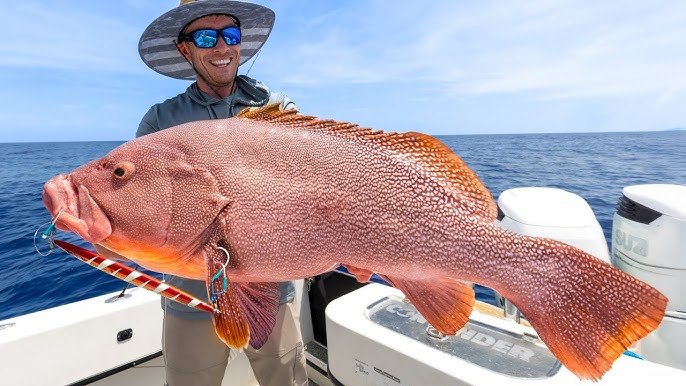 Групер пёстрый (Hyporthodus drummondhayi) или Kitty Mitchell grouper