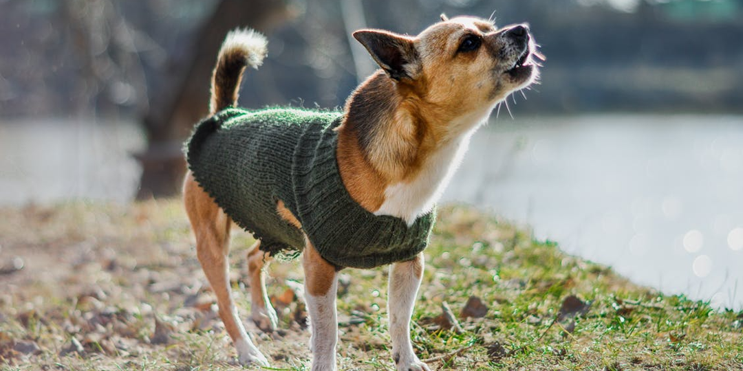 «Одежда для собак: мода, каприз или физиологическая потребность?»: Чек-лист для владельца перед выходом в мороз