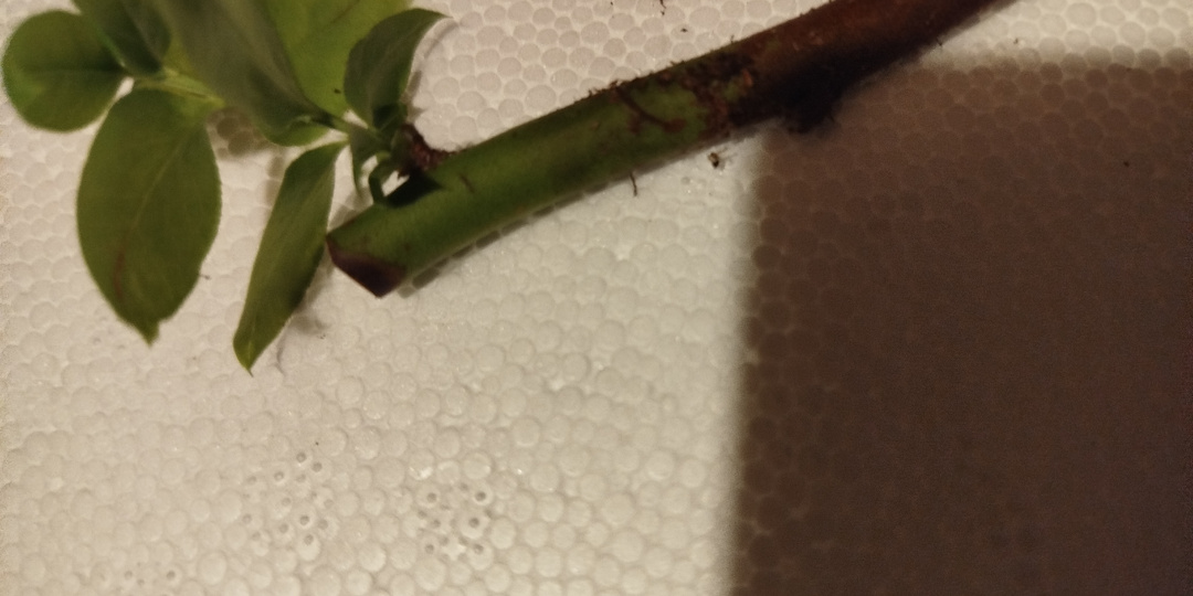 Микро – черенкование голубики. Небольшой обзор саженцев.