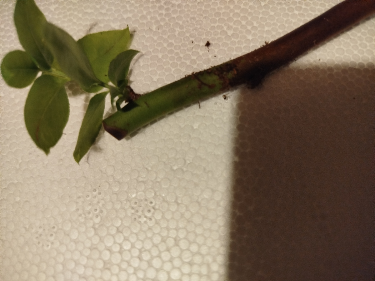 Зелёный побег на черенке.
