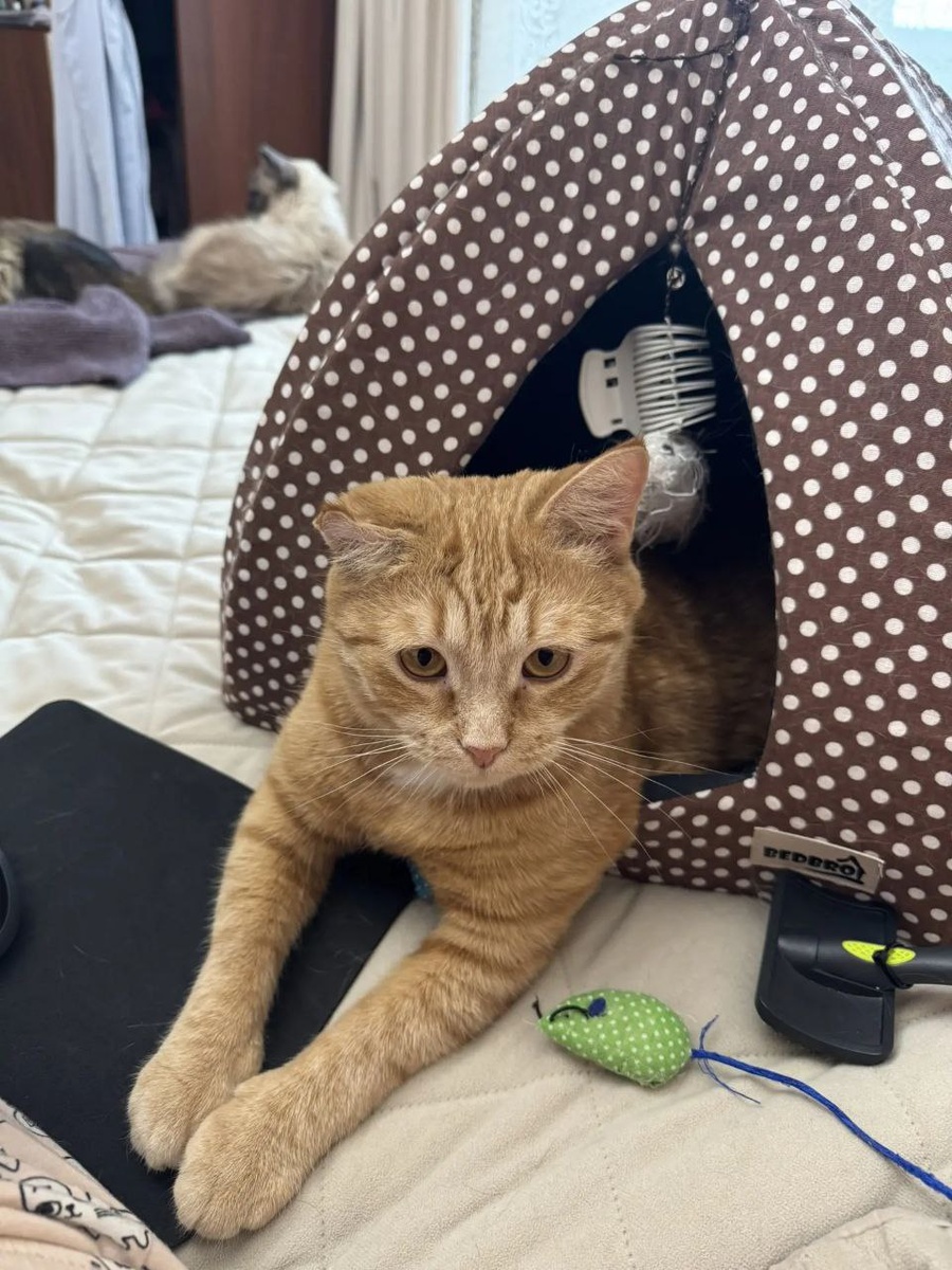 Рыжик-Огонёк