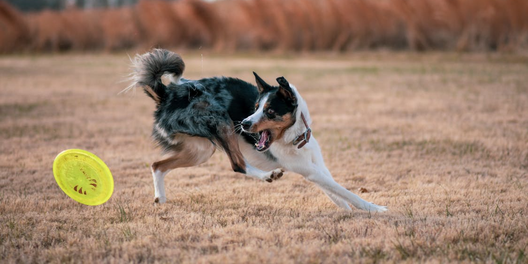 «Гений или философ под полотенцем?»: 3 простых теста, чтобы узнать реальный IQ вашей собаки за 5 минут