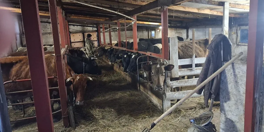 «Потеряно 300 коров: цена вопроса — 173 рубля за килограмм». Цифры и убытки фермеров в селе Козиха