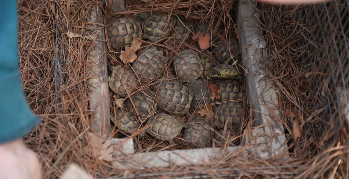    Фото: Кавказский заповедник