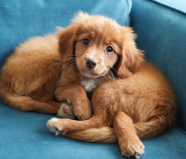 Здоровый щенок с чистыми глазками