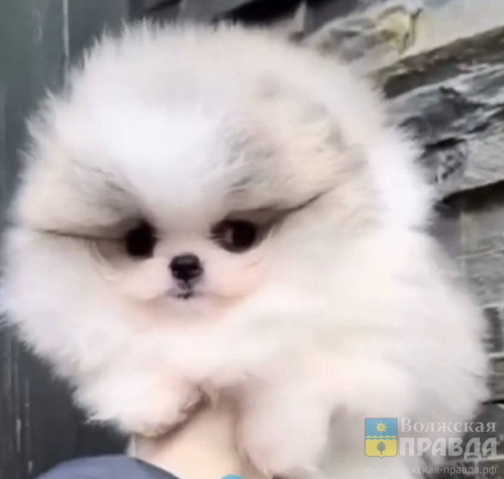 шпиц Кисточка. Скриншот с видео в канале МАХ "Звёздная пыль"📷    У Ирины Дубцовой появился шпиц размером с ладонь: а что, только Киркорову можно?
