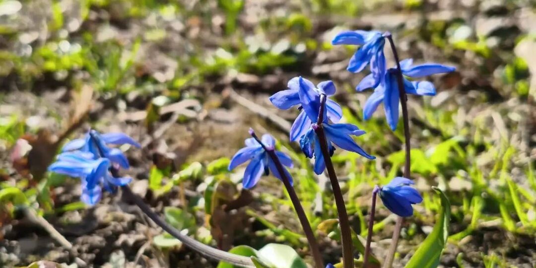 😍Вот такую красоту можно наблюдать на 1-ой Серебрянской улице у дома №5/7 в Пушкино