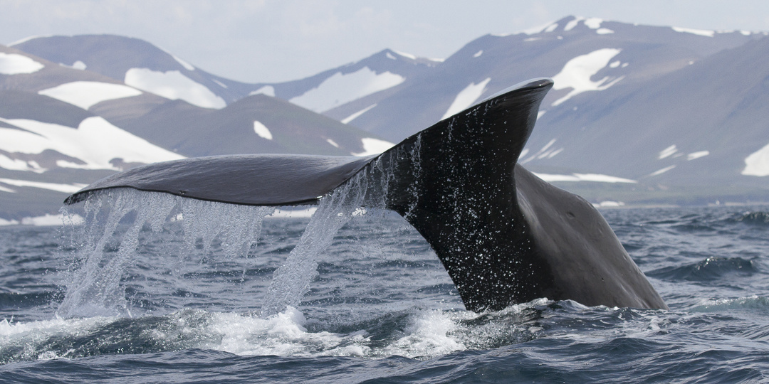 Легенда ожила: учёные впервые сняли, как кашалоты бодаются друг с другом