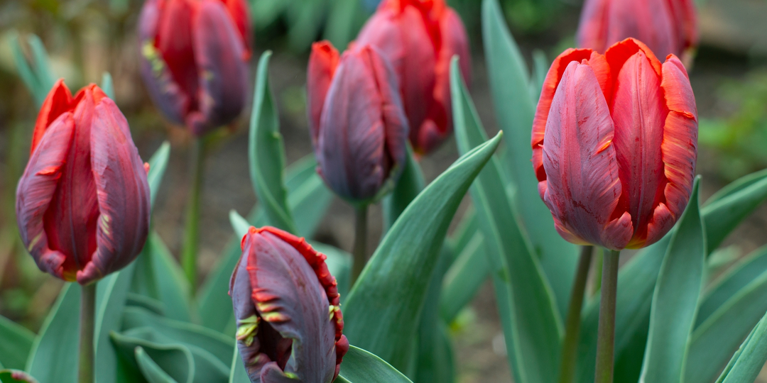 Тюльпан Rococo (Рококо).