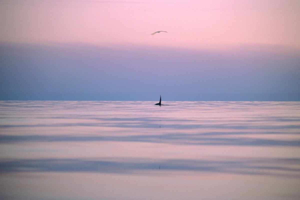 Привет от чукотского кита. Фото: Афанасий Маковнев / GeoPhoto
