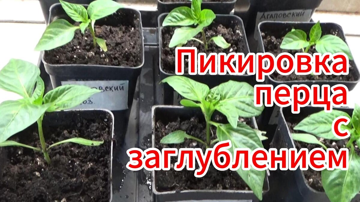 Пикировка перца. Заглублять перец при пересадке или нет.