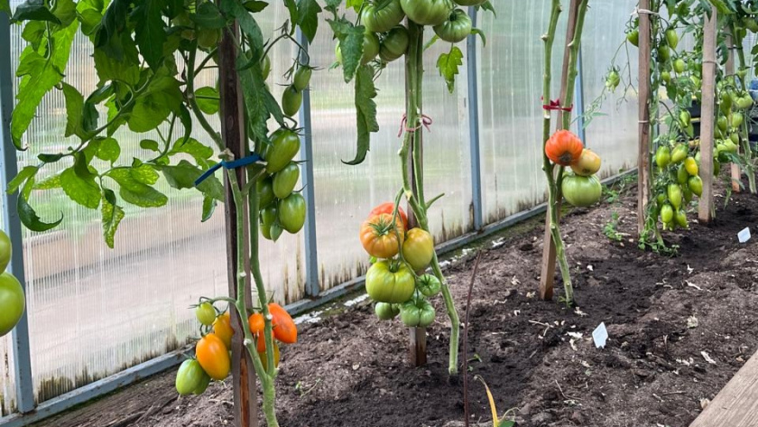    фото smilekaluga.ru