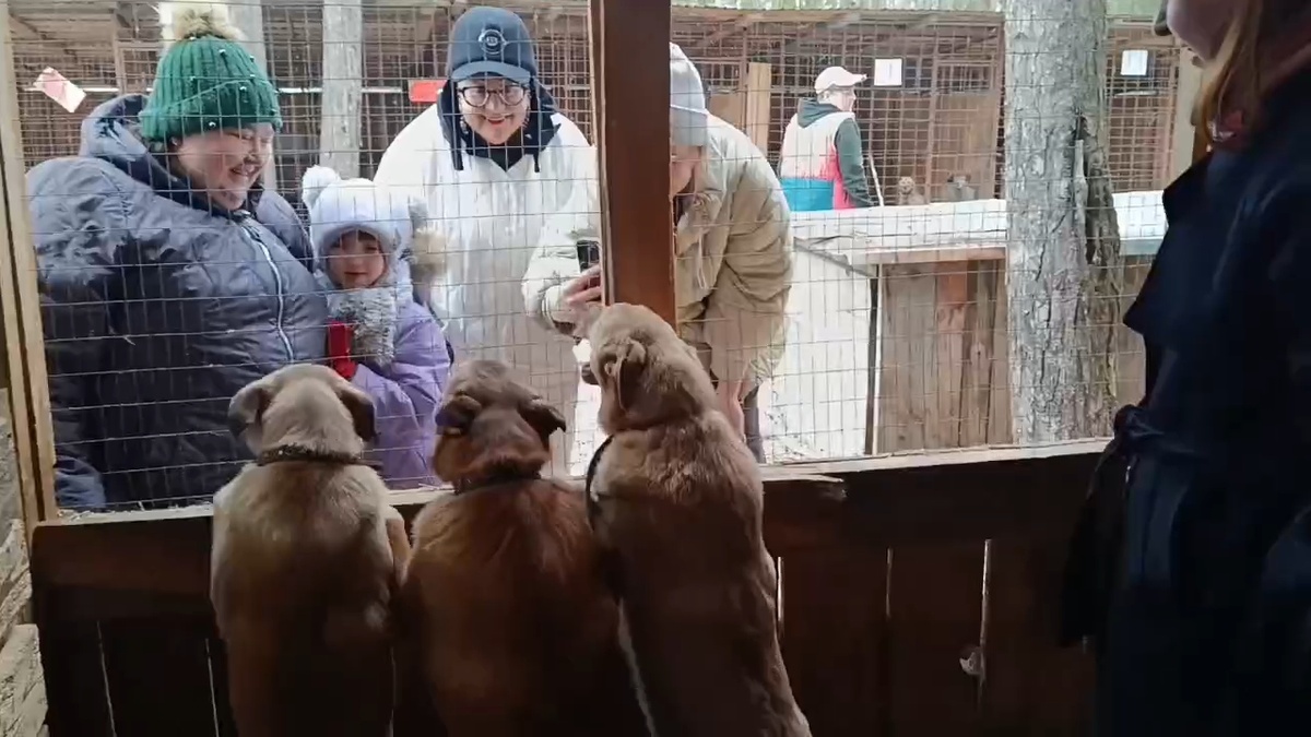 У чикушат гости 