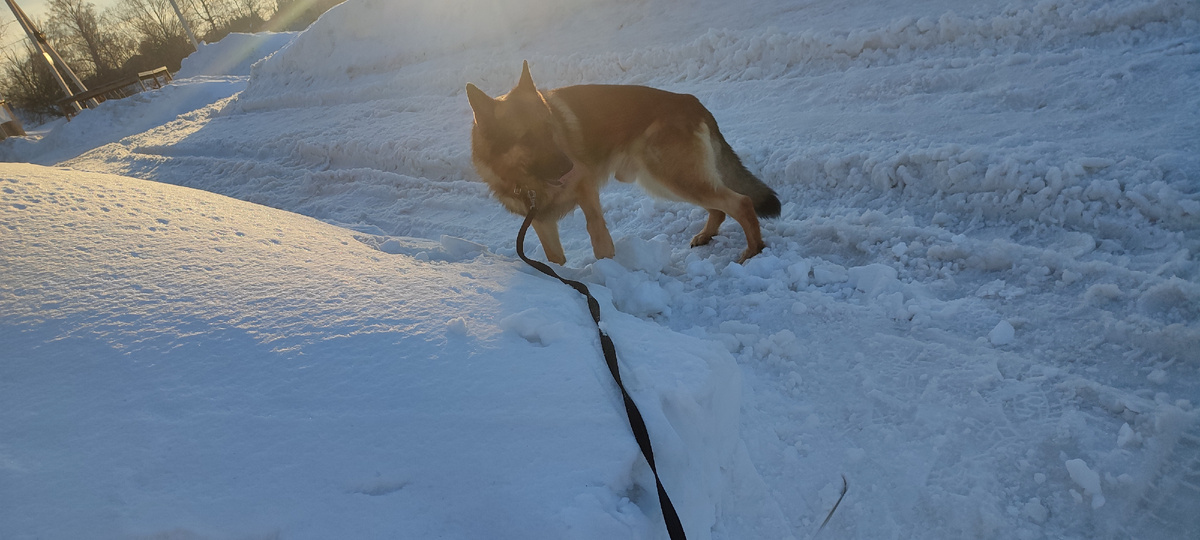 Мы с Босей на прогулке