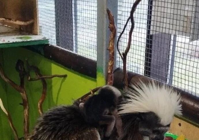    На фото эдиповые тамарины / Белгородский зоопарк / belzoopark.ru