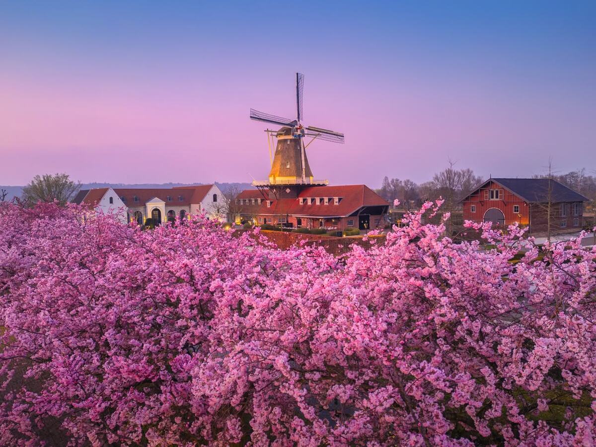 Цветущая сакура в Нидерландах.