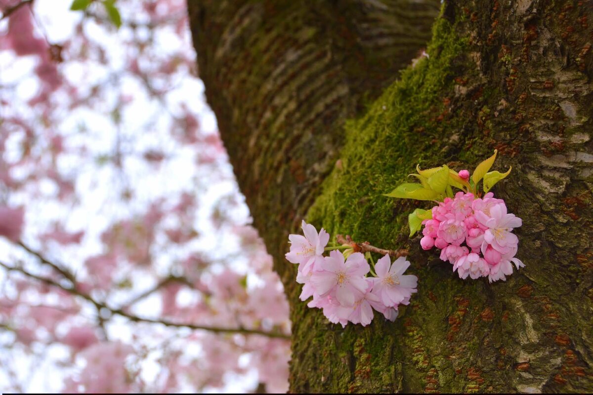 Цветущаяя вишня. Нидерланды.
