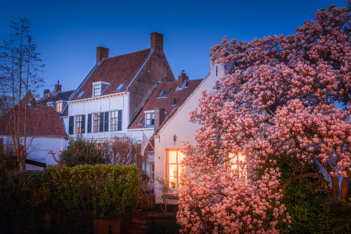 Цветущая магнолия. Нидерланды.