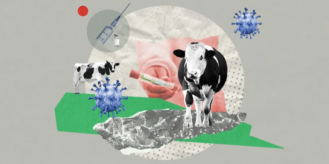 Молчание властей о ящуре может спровоцировать гибель коров и другого скота по всей стране. Расследование