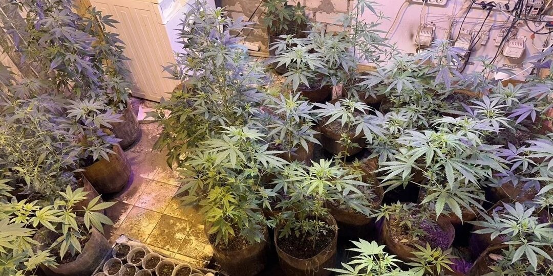 Белгородец выращивал дома 107 кустов конопли и не успел собрать