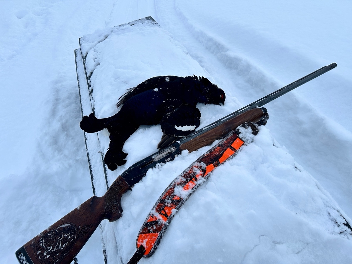 Вот такой эффектный зимний трофей. Один из самых крупных тетеревов, которые мы когда-либо добывали.