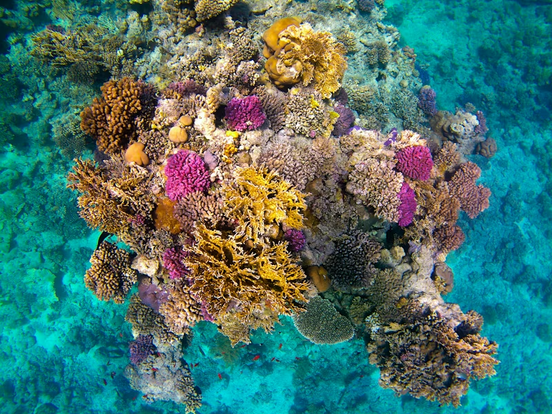 Настоящие краски Красного моря