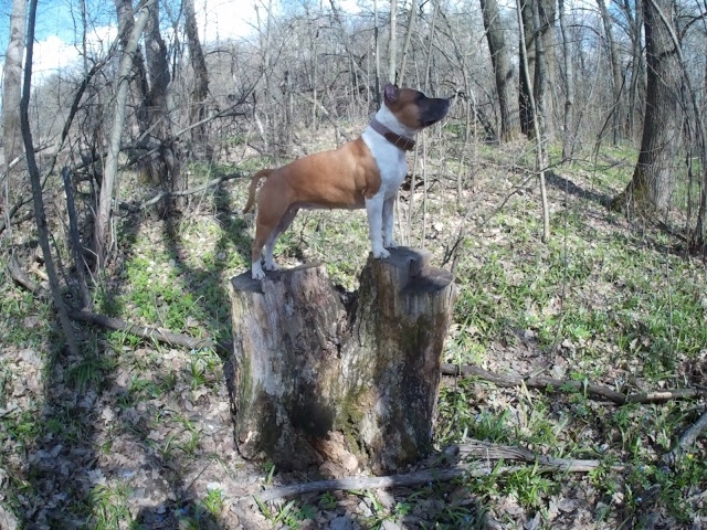 На фото амстафф Трейси наверное в самой лучшей своей форме которую у меня получилось запечетлить на фото.