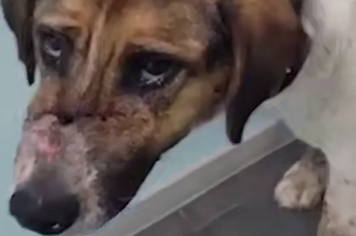    Неизвестный расстрелял из дробовика четырех собак в Сочи