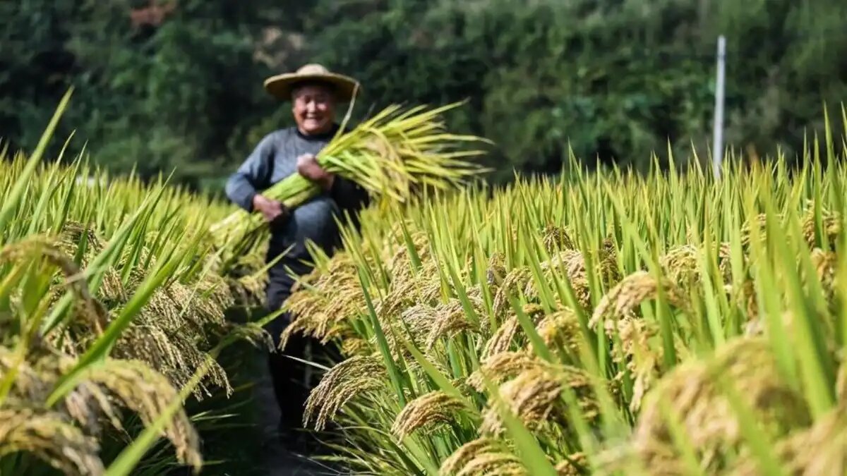 Фото: news.cn
На рис приходится 43% глобальных выбросов парниковых газов с пахотных земель