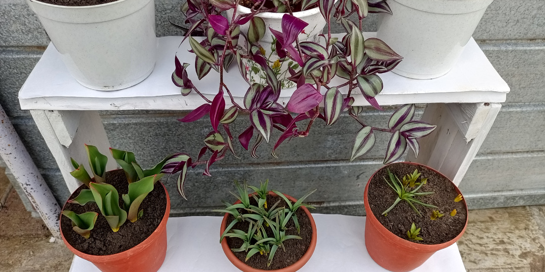 Полка для первоцветов и не только. 🌱🌷🌺