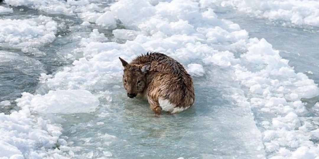 ❤️Папа для бэмби: трогательная история спасения замерзающего на льдине посреди реки олененка