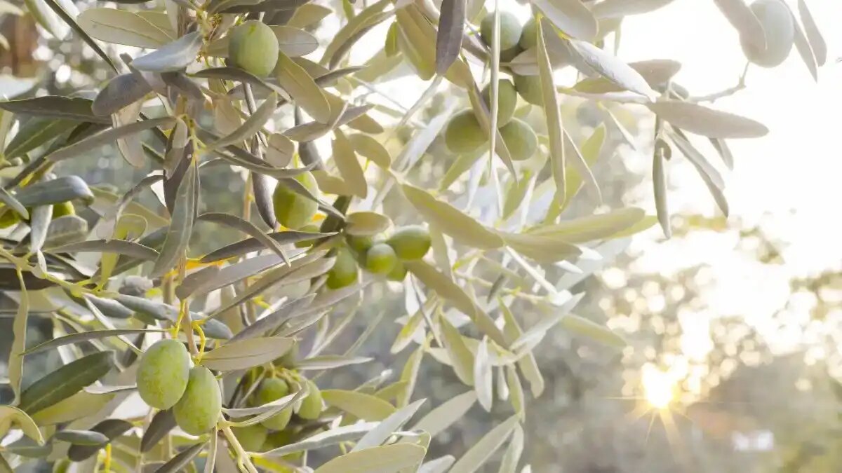 Фото:kotkoa / Freepik
В Дагестане будут выращивать оливки в промышленном масштабе