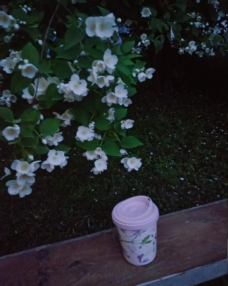 Куст жасмина возле дома 12 июня 2025 год