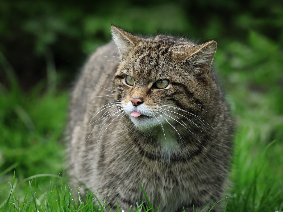 Фотография: Charlie Marshall, CC BY 2.0