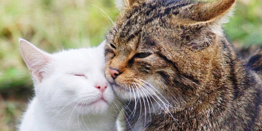 Почему дикий лесной кот — худший выбор для домашней кошки