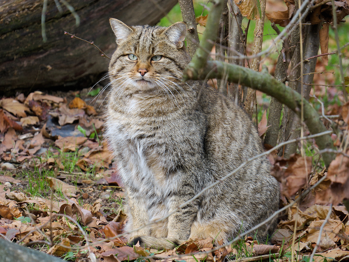 Фотография: Keimzelle, CC BY-SA 4.0