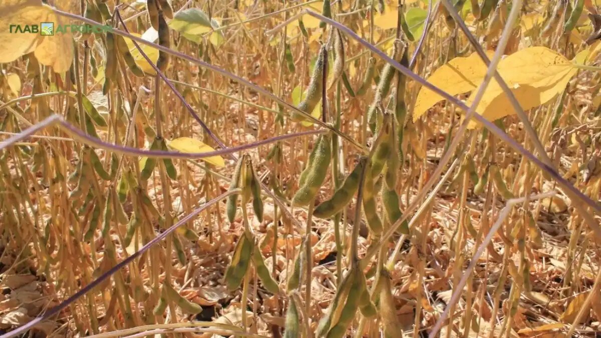 Фото:© Светлана Даренских / Glavagronom.ru
Американские аналитики высказали мнение о планах Китая по самообеспеченностью соей