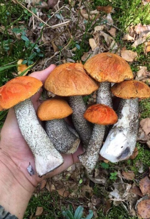 Подосиновик