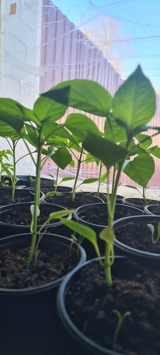 25 марта мой болгарский перец. 